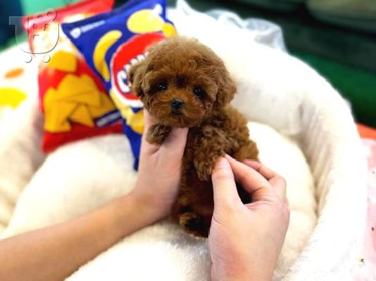 PoulaTo: Orji̇nal Toy Poodle