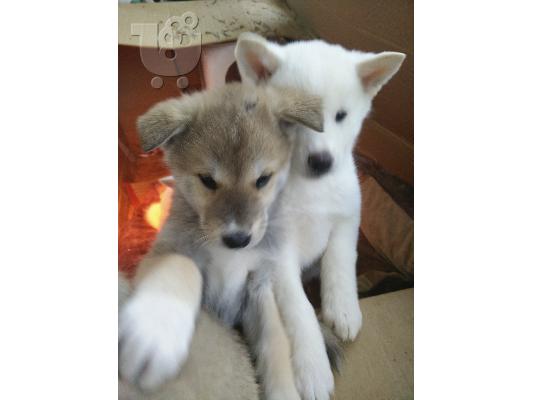 PoulaTo: AKITA INU Καθαρόαιμα.