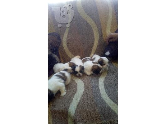 PoulaTo: Πωλούνται σκυλάκια shih tzu