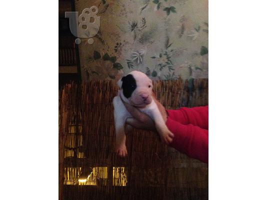 pitbull