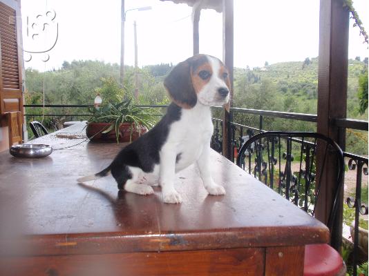 BEAGLE
