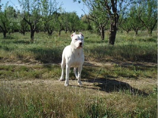 Dogo Argentino 