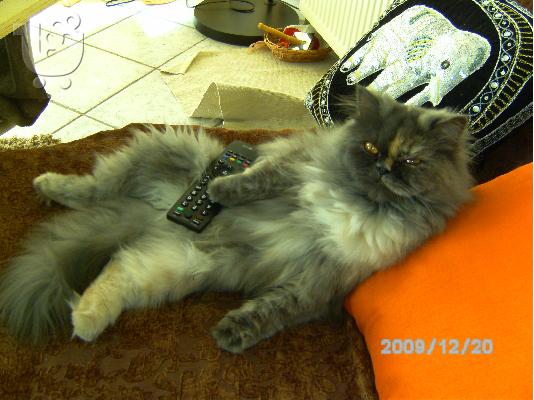 PoulaTo: χαριζεται γατα περσιας (persian)