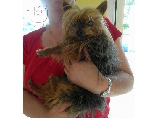 yorkies Φλυτζάνι Τσαγιού ΚΟΥΤΑΒΙΑ