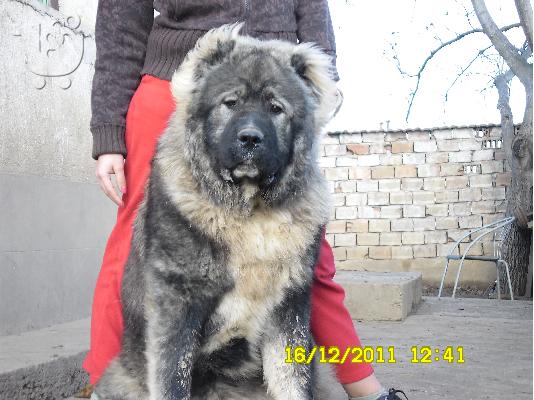 Kennel "Dushman" sale male Caucasian Shepherd
