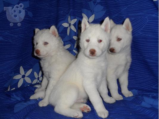 Husky Siberian White