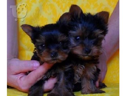 PoulaTo: YORKSHIRE TERRIER