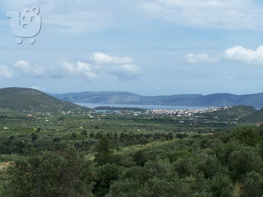 PoulaTo: Αγροτεμαχιο 13στρ 45000 συζητησιμη