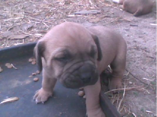 DOGO CANARIO