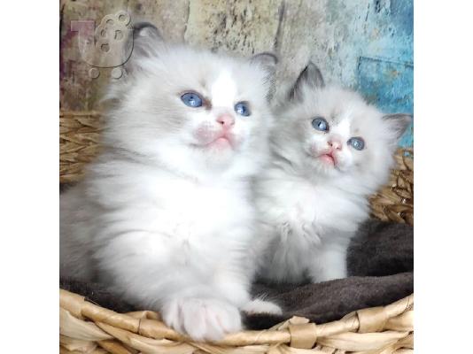 ω ένα πανέμορφο μικρό Ragdolls για πώληση.