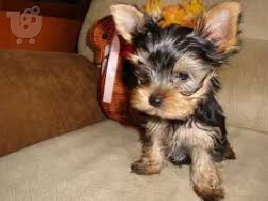 PoulaTo: Κουτάβια Yorkie
