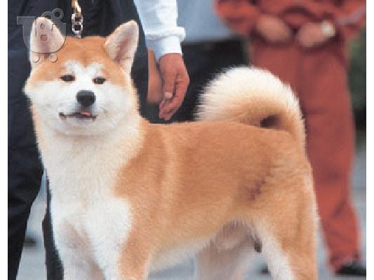 PoulaTo: AKITA INU ΚΑΘΑΡΟΑΙΜΟ ΚΟΥΤΑΒΑΚΙ