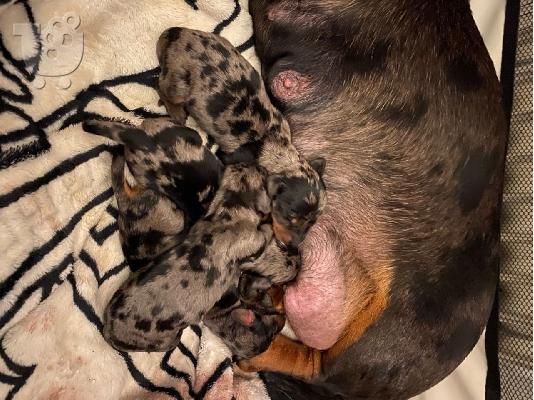 AKC Dachshunds