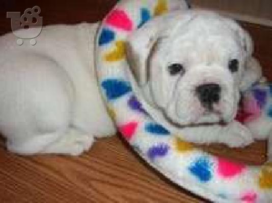 PoulaTo: κουτάβια englishbull για 300 €