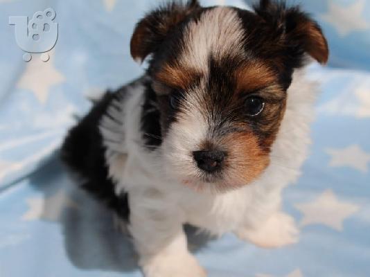 PoulaTo: Biewer Yorkshire Terrier