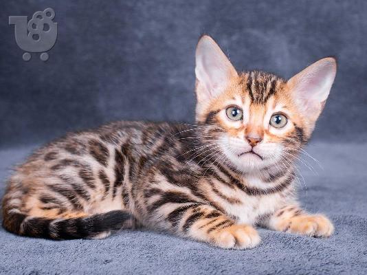 PoulaTo: BENGAL Kittens Διαθέσιμο
