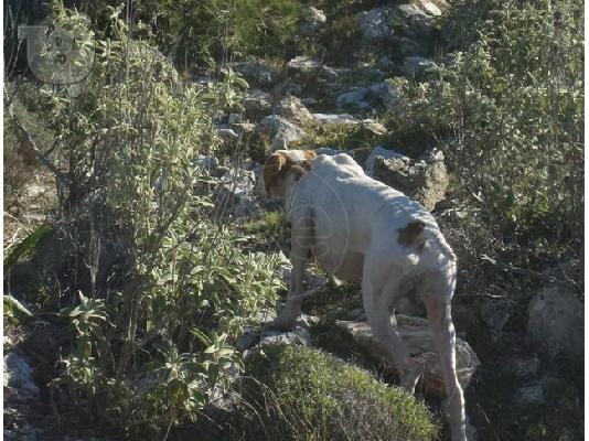 Καθαροαιμα pointer με χαρτια,3 αρσενικα και 4 θηλυκα απο κυνηγο....