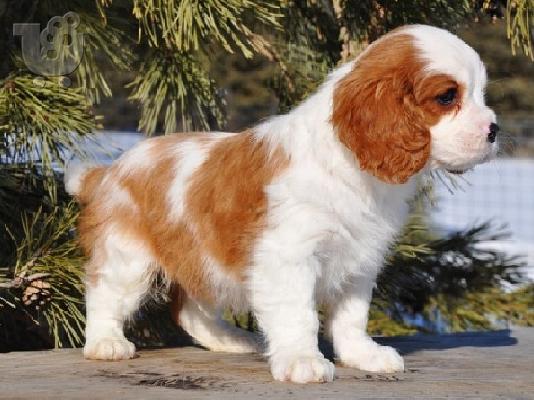 PoulaTo: καθαροαιμο κουταβι king charles cavalier