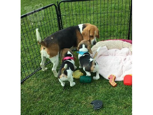 PoulaTo: Štenci Beagle dostupni za prodaju kontaktirajte me putem (whatsapp 32460219218) ili (viber 237679571657)