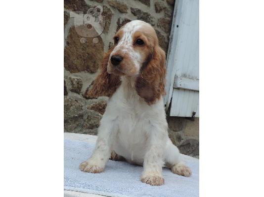 PoulaTo: Cocker Spaniel - Κόκερ Σπάνιελ