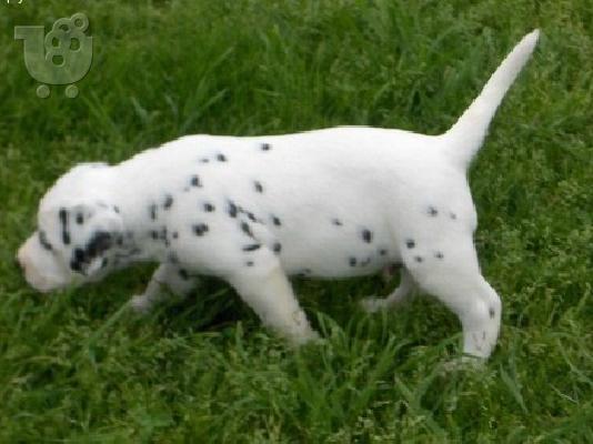 κουτάβια Δαλματίας  Dalmatian /200 EURO