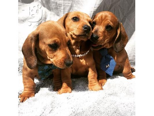 PoulaTo: Γλυκότερα κουτάβια Dachshund Διατίθεται προς πώληση
