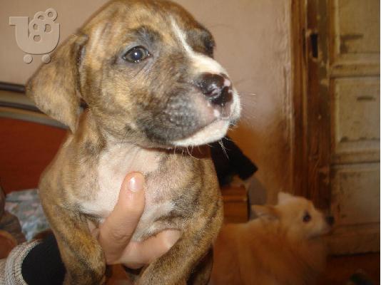 PITBULL