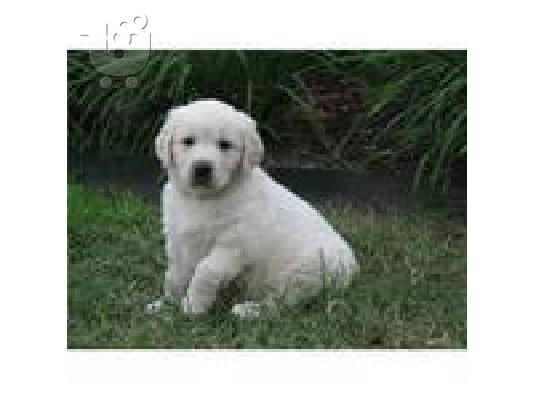 Golden Retriever κουτάβι - € 190