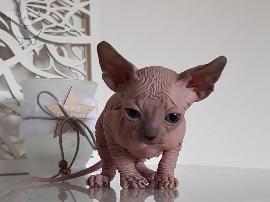 Γεια σας έχω προς πώληση όμορφα γατάκια Sphinx.