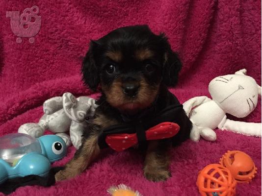 Cavalier King Charles Puppies
