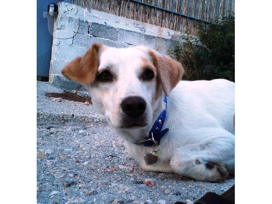 PoulaTo: ΛΑΜΠΡΑΝΤΟΡ ΗΜΙΑΙΜΗ ΧΑΡΙΖΕΤΑΙ