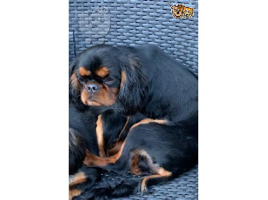 King of Cavaliers Charles κουτάβια.