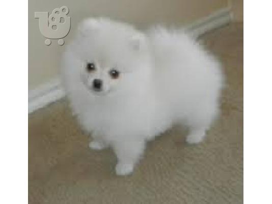 Καθαρά Pomeranian Puppies διαθέσιμα