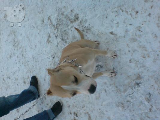 American pitbull terrier 