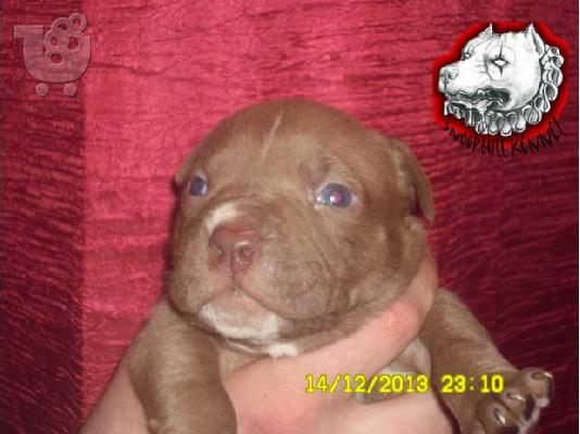 Pitbull red nose