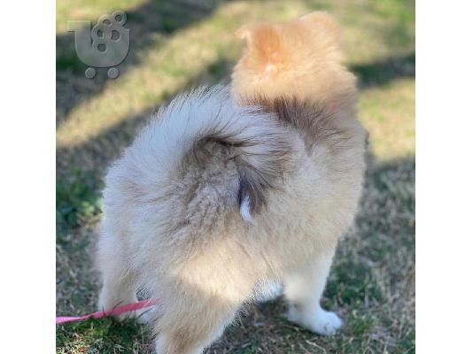 κουτάβια pomsky