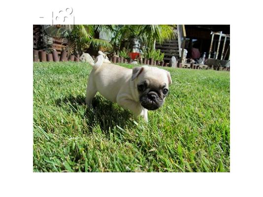 CUTE Pug κουτάβι για υιοθεσία