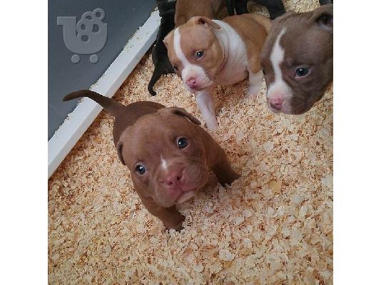 Κουτάβια Pit Bull