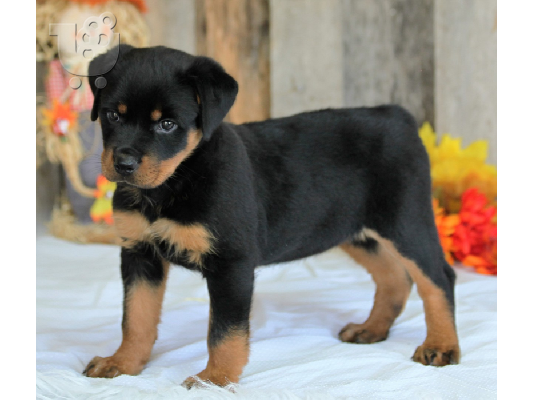 PoulaTo: Αντρικά εκπαιδευμένα κουτάβια Rottweiler