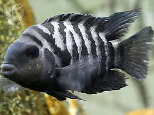 κιχλιδες    Archocentrus nigrofasciatus