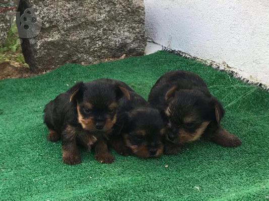 yorkie κουτάβια για καλά σπίτια.
