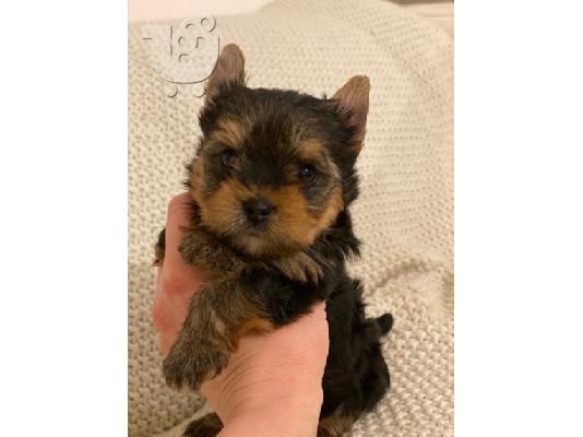 PoulaTo: Διαθέσιμο κουτάβι yorkie