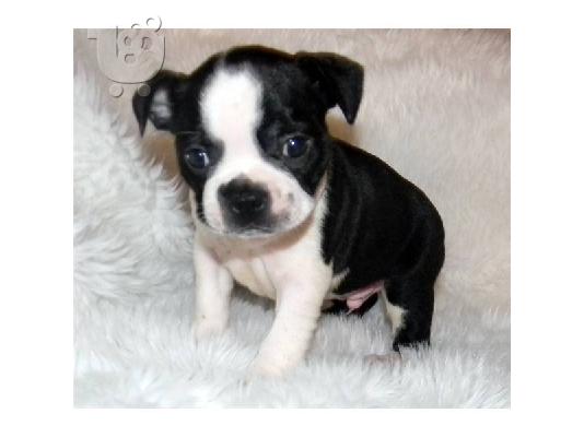 ΚΑΛΑΙΣΘΗΤΟ Boston Terrier κουτάβια για υιοθεσία