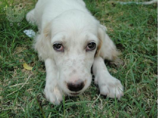 setter koutabia