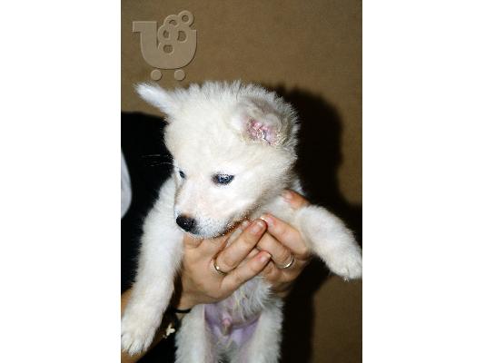 Χάσκι Σιβηρίας (Siberian Husky)