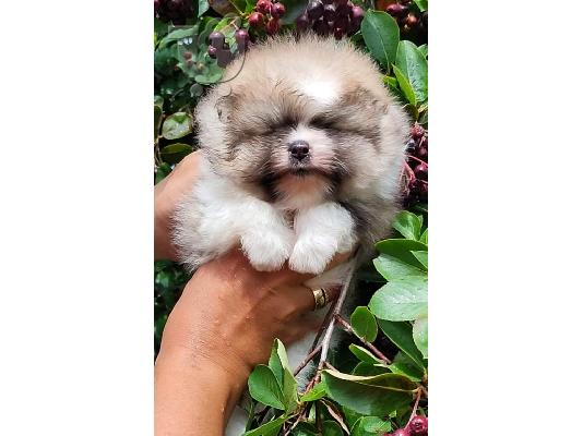 αξιολάτρευτα εγγεγραμμένα akc Pomeranian κουτάβια
