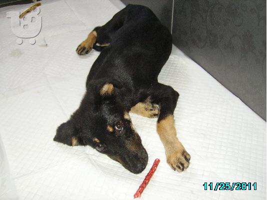ΡΟΥΛΑ(ΚΑΨΕΡΟΥΛΑ)~ΧΩΡΙΣ ΟΙΚΟΓΕΝΕΙΑ,Αρ.Πρωτ 4247/02