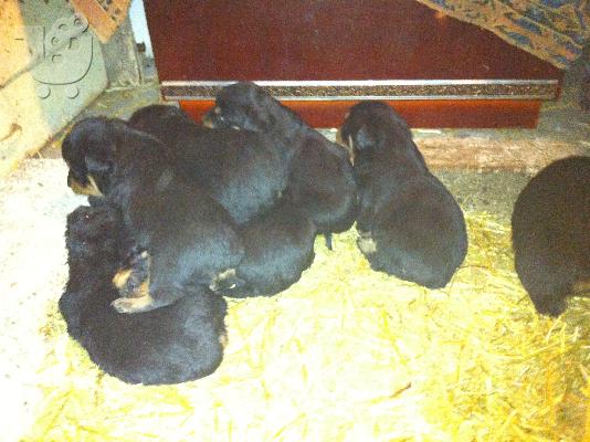 Καθαρόαιμα Κουτάβια Rottweiler