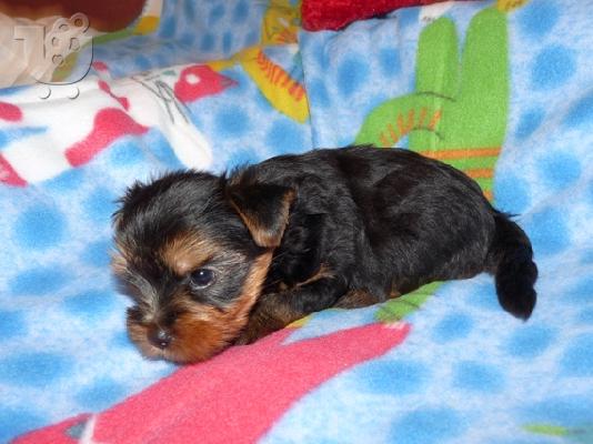 YORKSHIRE TERRIER ΑΡΣΕΝΙΚΟ ΚΟΥΤΑΒΙ