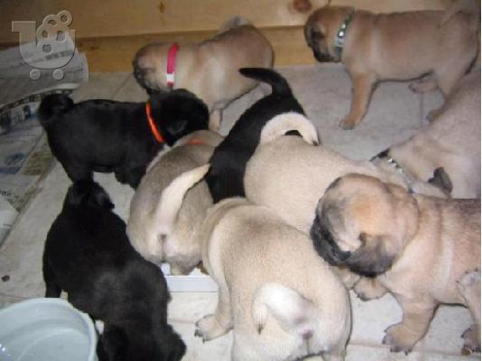 PUG PUPPIES